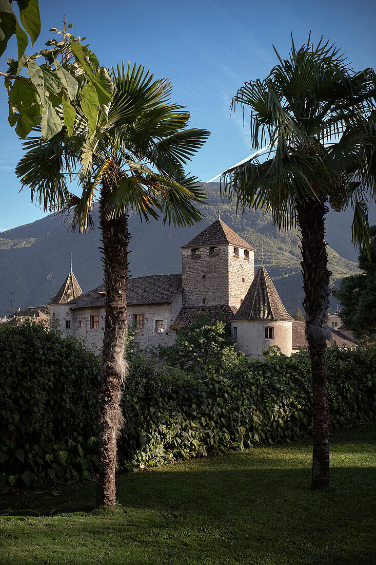 View through palm trees to Maretsch Castle, Bolzano, Trentino, South Tyrol, Italy, Alps, Europe