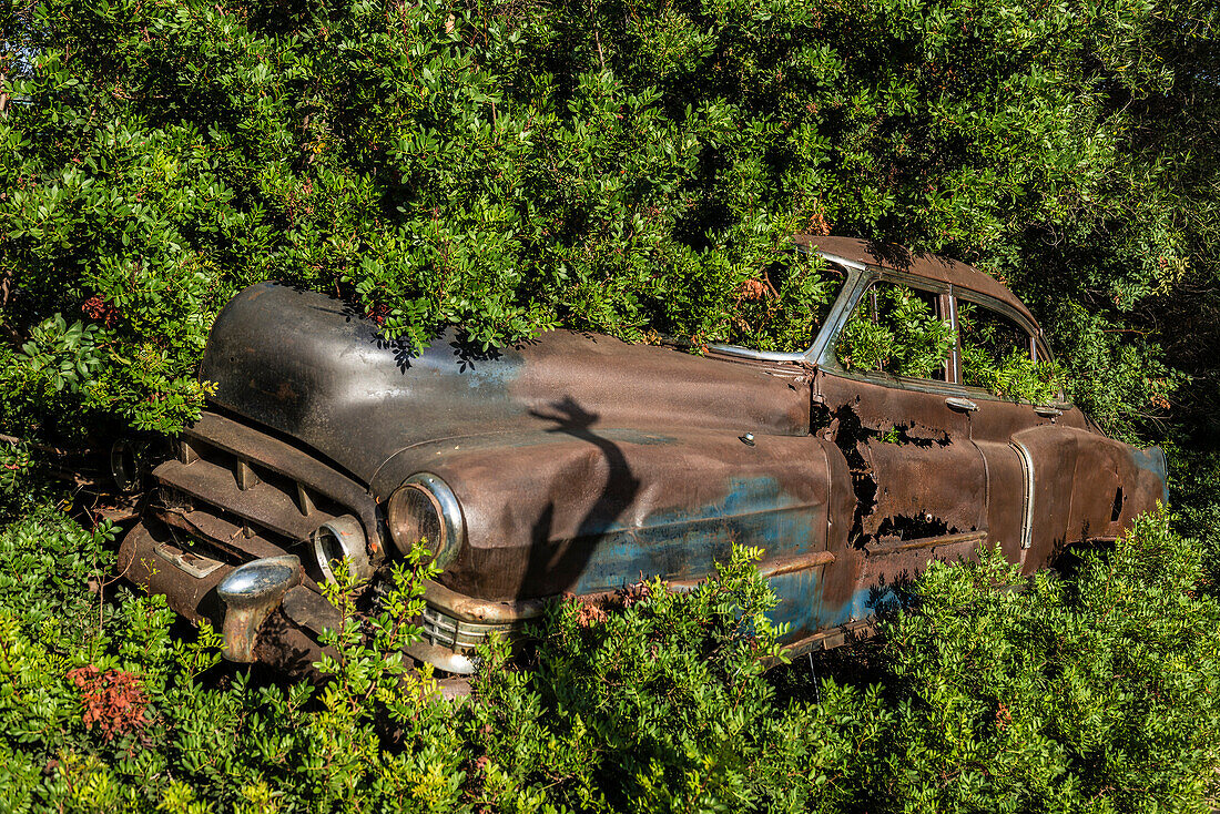 Rusted American classic car, Algajola, near Calvi, Haute-Corse department, Corsica, Mediterranean Sea, France