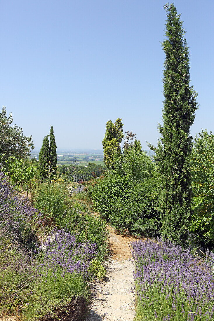 Path to the old cemetery of Gigondas, Vaucluse, Provence-Alpes-Côte d'Azur, France