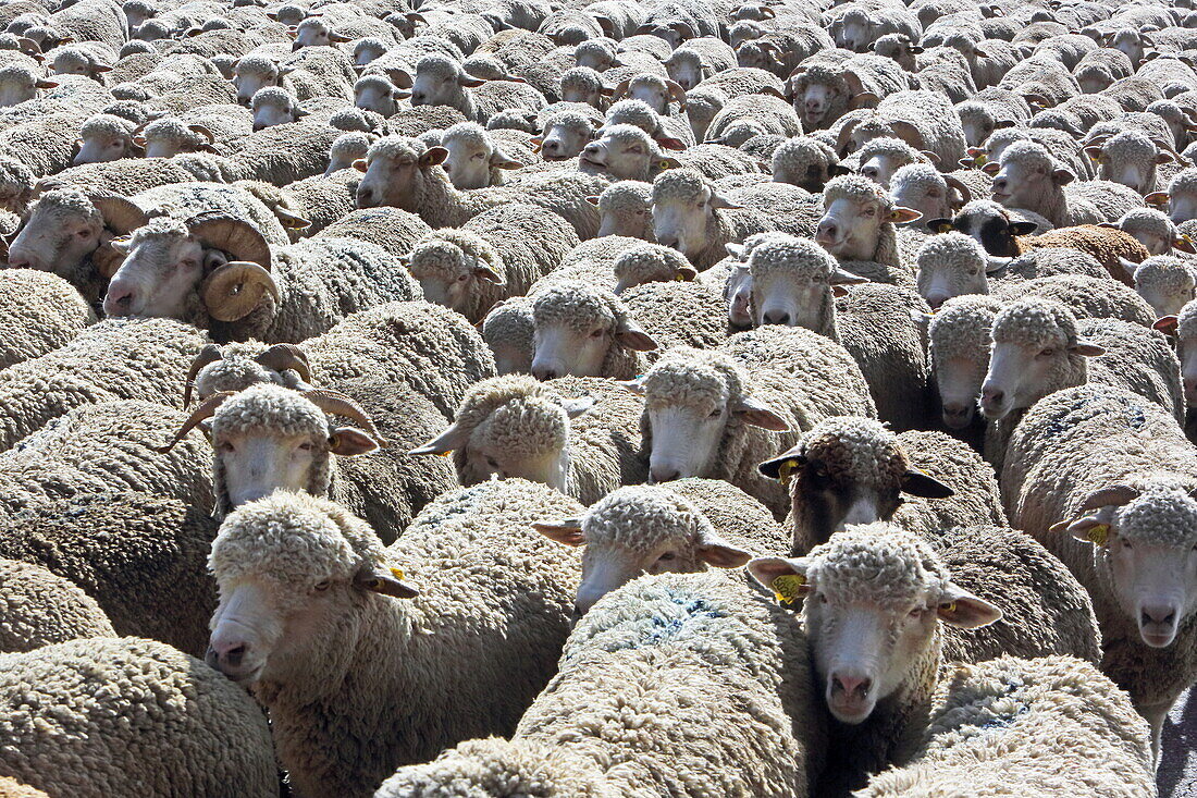 Flock of sheep being driven, Saint-Paul-de-Ubaye, Alpes-de-Haute-Provence, Provence-Alpes-Côte d'Azur, France