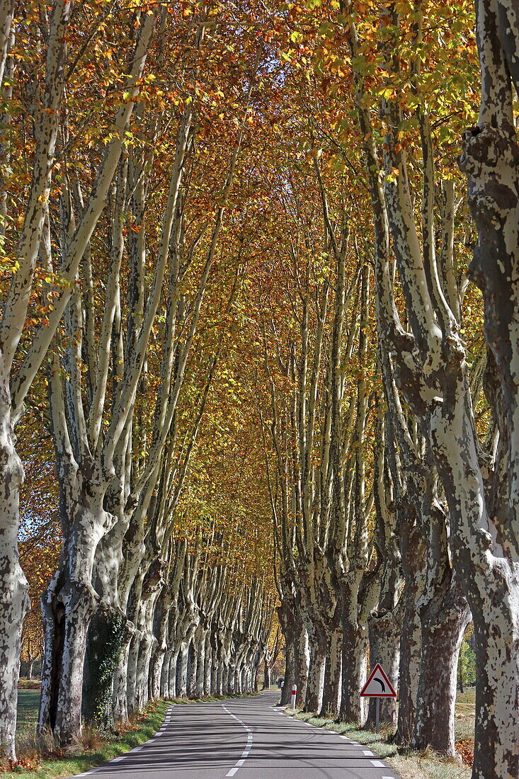 Herbstliche Platanenallee in Cereste, Alpes-de-Haute-Provence, Provence-Alpes-Côte d'Azur, Frankreich