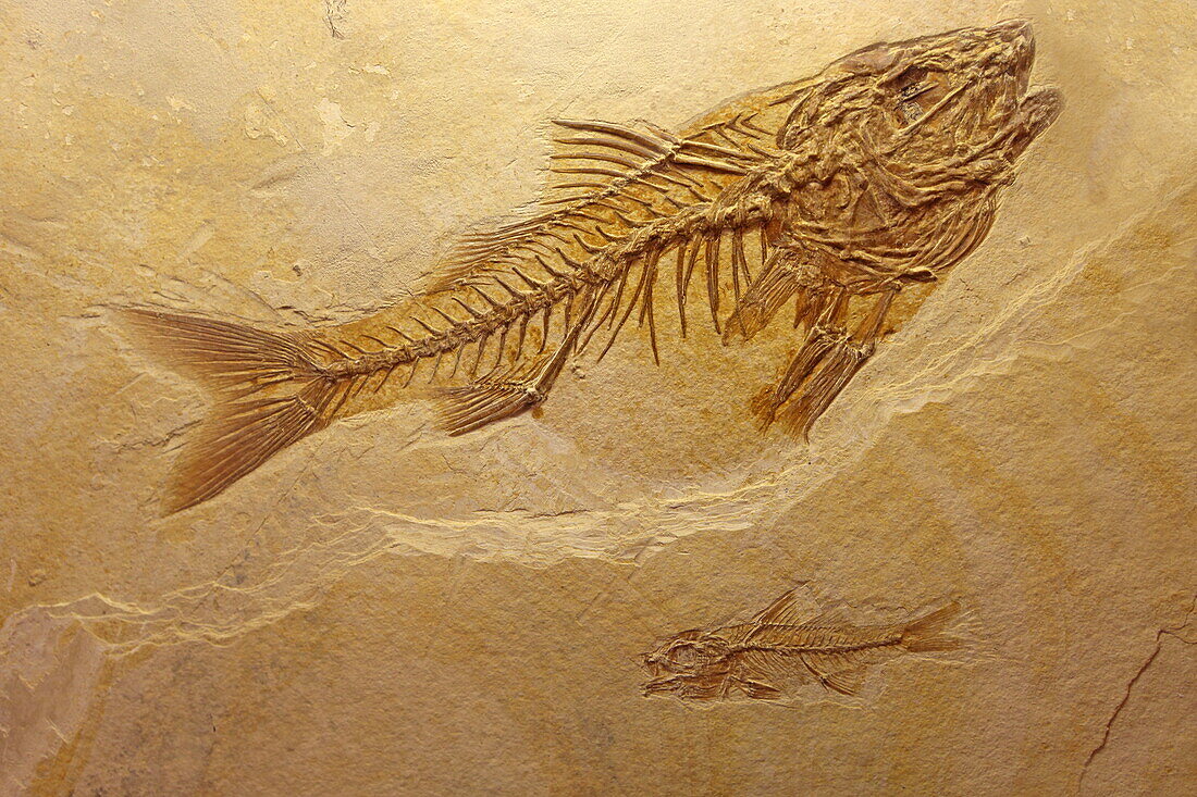 Fossilization of a prehistoric fish, Musée de Paléontologie et d'Archéologie, Vacheres, Alpes-de-Haute-Provence, Provence-Alpes-Côte d'Azur, France