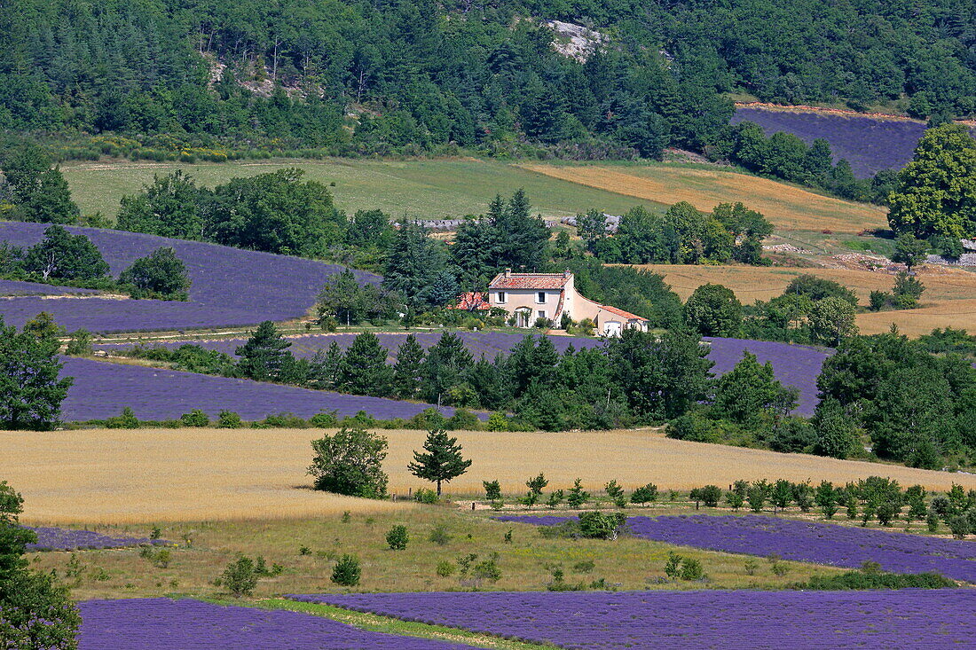 Lavender fields in Sault, Vaucluse, Provence-Alpes-Côte d'Azur, France