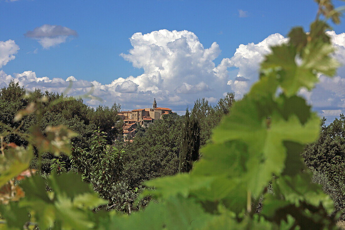 Blick durch Weinstöcke nach Crillon-le-Brave, Vaucluse, Provence-Alpes-Côte d'Azur, Frankreich