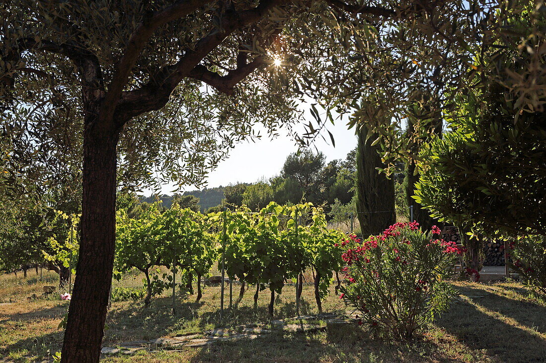 Gartenszene, Crillon-le-Brave, Vaucluse, Provence-Alpes-Côte d'Azur, Frankreich