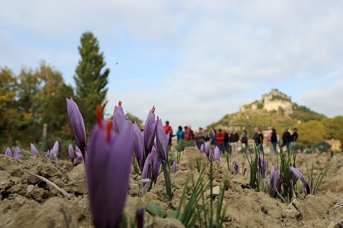 Blüten der Safranpflanze, Safranfarm L'Or Rouge des 3 Rivieres, und die Burg von Entrechaux, Vaucluse, Provence-Alpes-Côte d'Azur, Frankreich