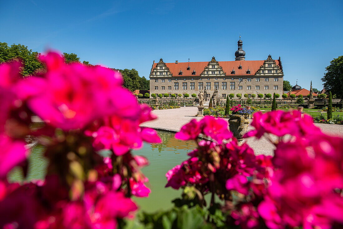 Weikersheim Castle and gardens seen through flowers, Weikersheim, Franconia, Baden-Wuerttemberg, Germany, Europe
