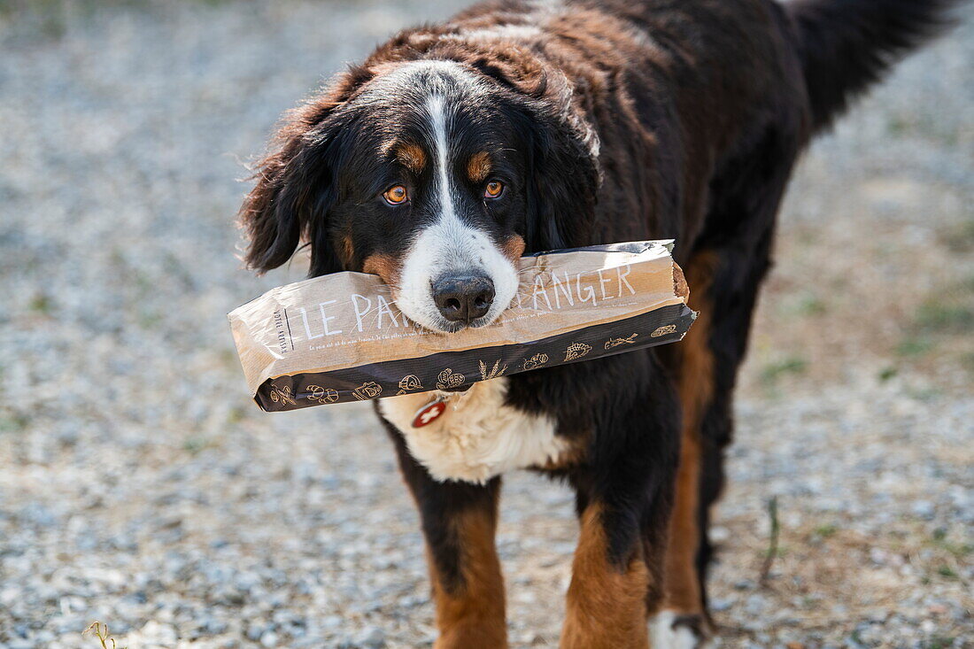 Hund trägt Brot im Maul, Argens-Minervois, Aude, Frankreich, Europa