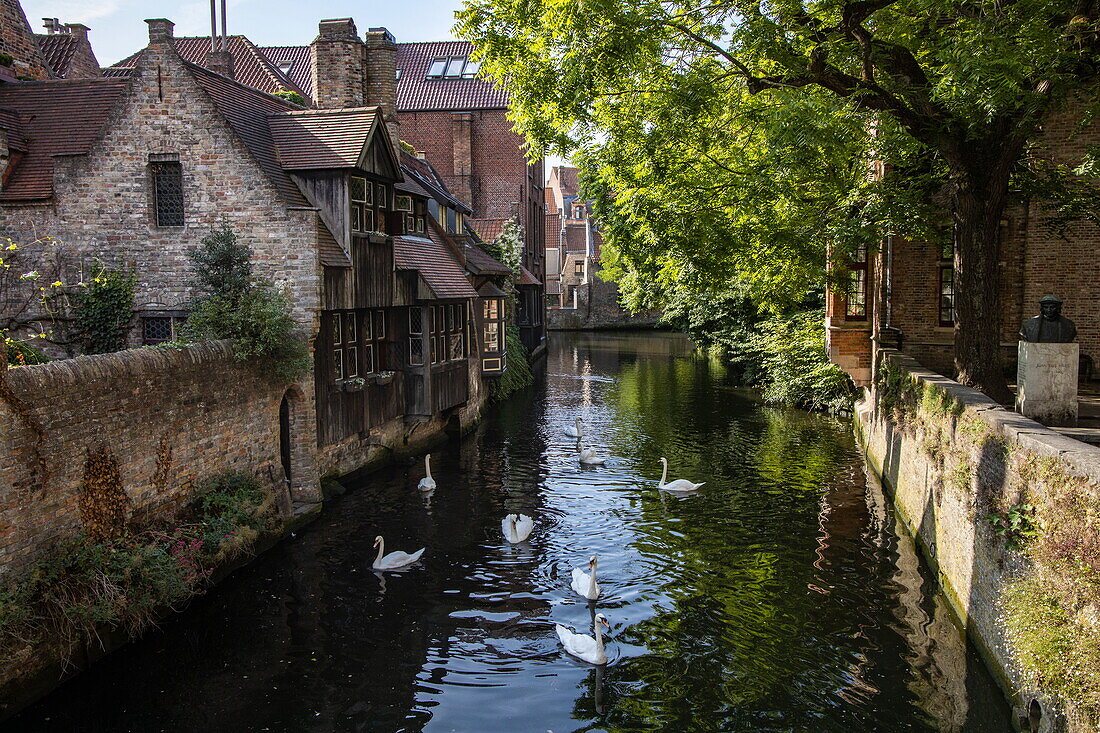 Schwäne an einem Kanal in der Altstadt, Brügge, Westflandern, Belgien, Europa