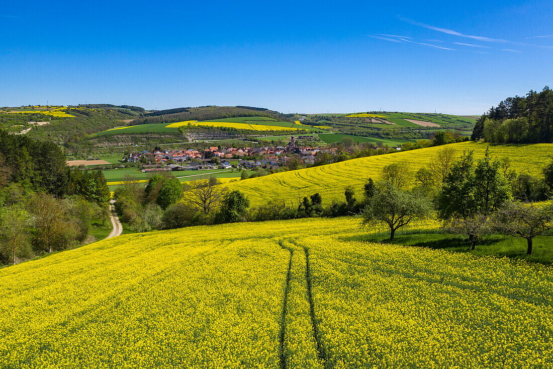 Aerial view of yellow blooming rapeseed fields with tractor tracks, Tauberbischofsheim, Baden-Wuerttemberg, Germany, Europe