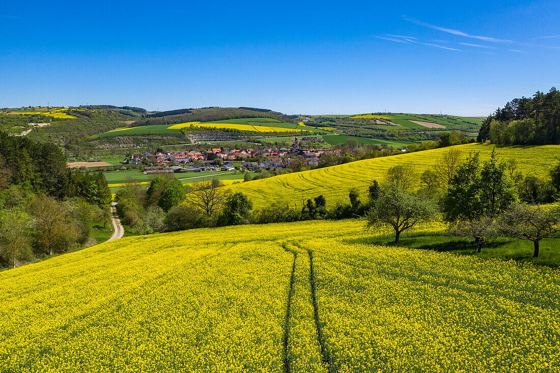 Luftaufnahme von gelb blühenden Rapsfeldern mit Traktorspuren, Tauberbischofsheim, Baden-Württemberg, Deutschland, Europa