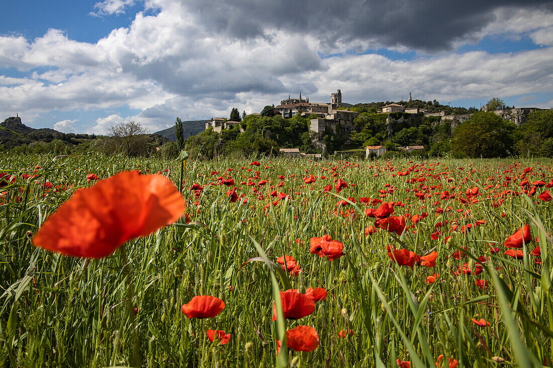 Rote Mohnblumen in einem Feld mit dem mittelalterlichen Dorf Viviers, Viviers, Drôme, Auvergne-Rhône-Alpes, Frankreich, Europa