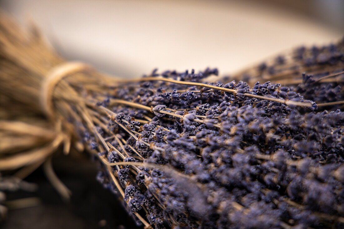 Dried lavender at L'Occitane en Provence visitor center and factory, Manosque, Alpes-de-Haute-Provence, France, Europe