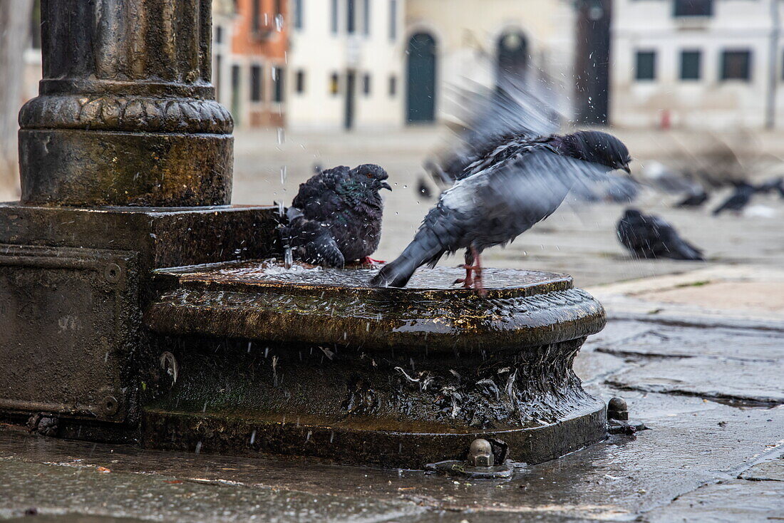 Pigeons cool off in the fountain, Venice, Venice, Italy, Europe
