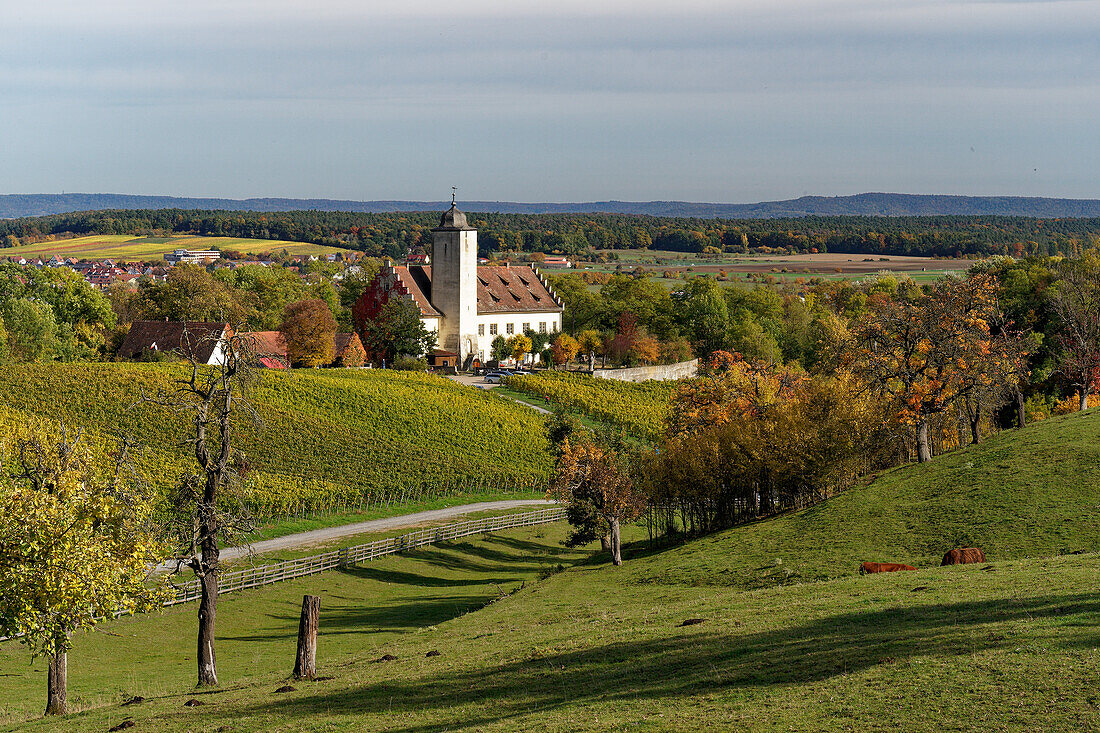Hallburg Castle in the vineyards of the Vokacher Mainschleife, Kitzingen district, Lower Franconia, Franconia, Bavaria, Germany