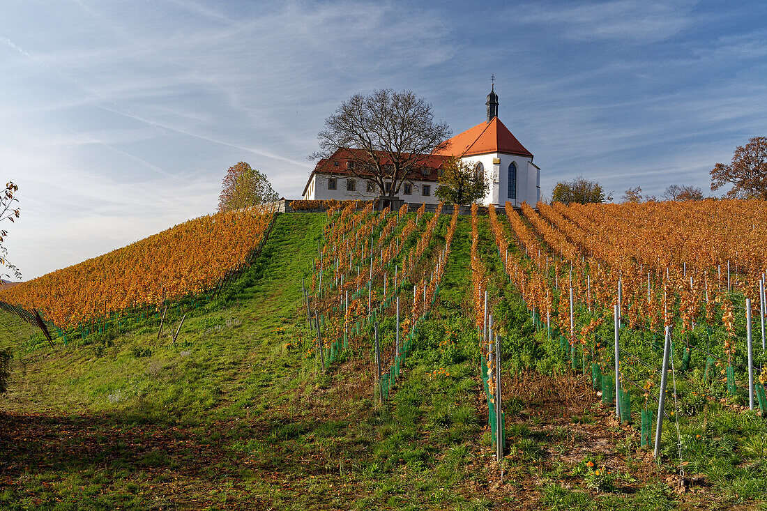 Vogelsburg and vineyards at the Volkacher Mainschleife, Unterfranken, Bavaria, Germany