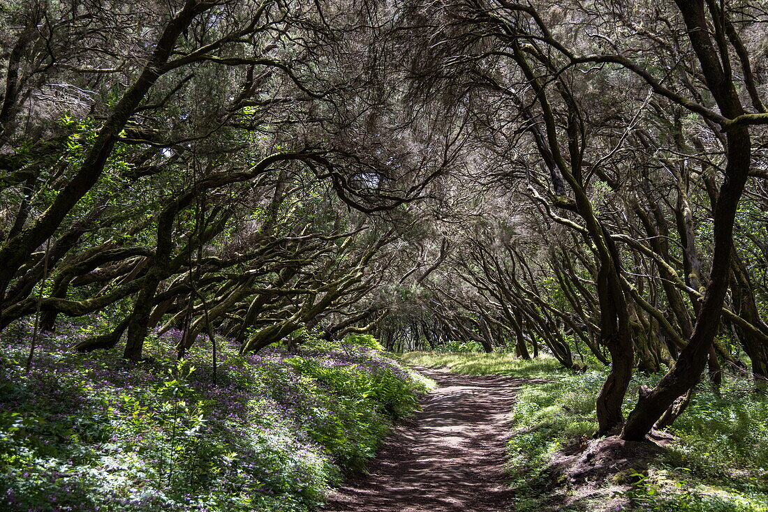 Hiking trail through mystical forest, Garajonay National Park, La Gomera, Canary Islands, Spain, Europe