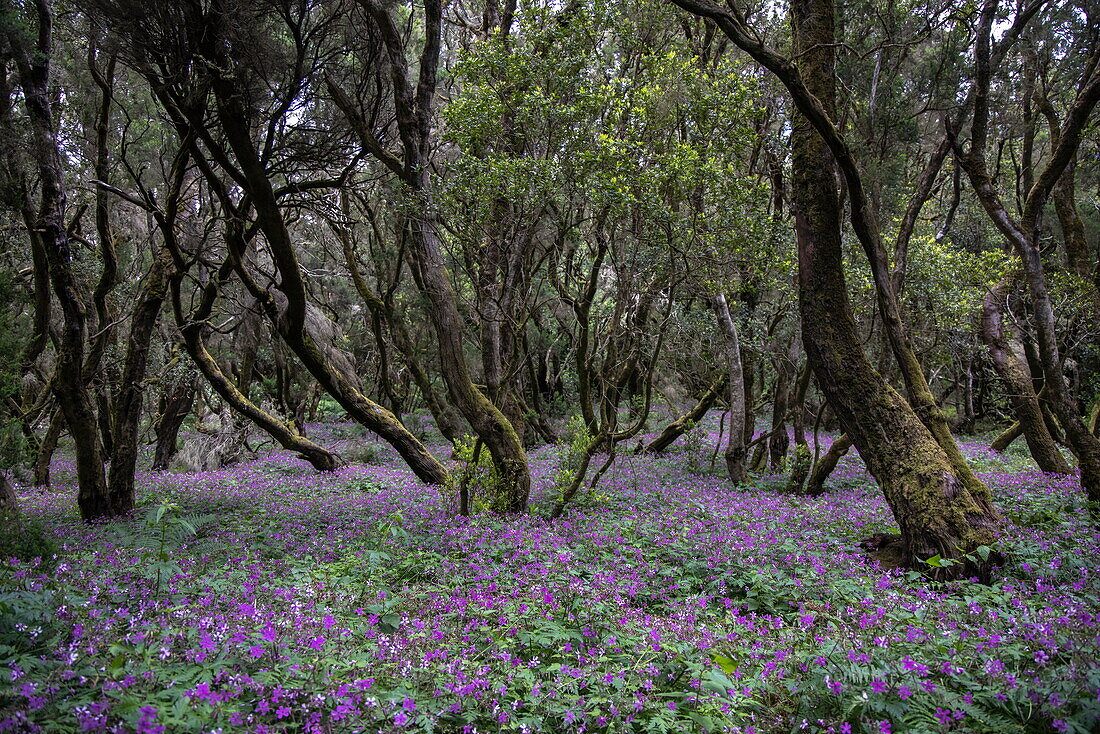 Mystischer Wald mit Wildblumen, Nationalpark Garajonay, La Gomera, Kanarische Inseln, Spanien, Europa