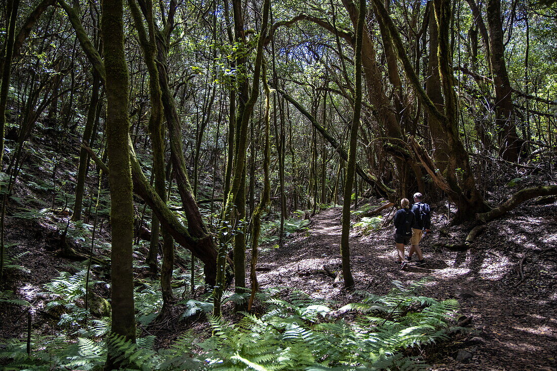 Wanderausflug durch mystischen Wald, Nationalpark Garajonay, La Gomera, Kanarische Inseln, Spanien, Europa