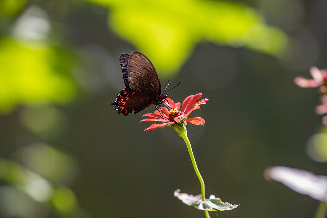 Butterfly at Mayan Eden Eco Park, Roatan, Bay Islands, Honduras, Central America
