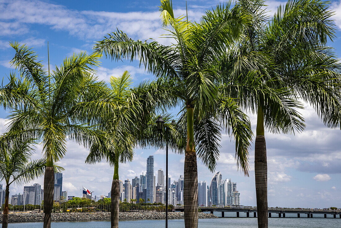 Palmen und Blick auf die Skyline, Panama City, Panama, Panama, Mittelamerika