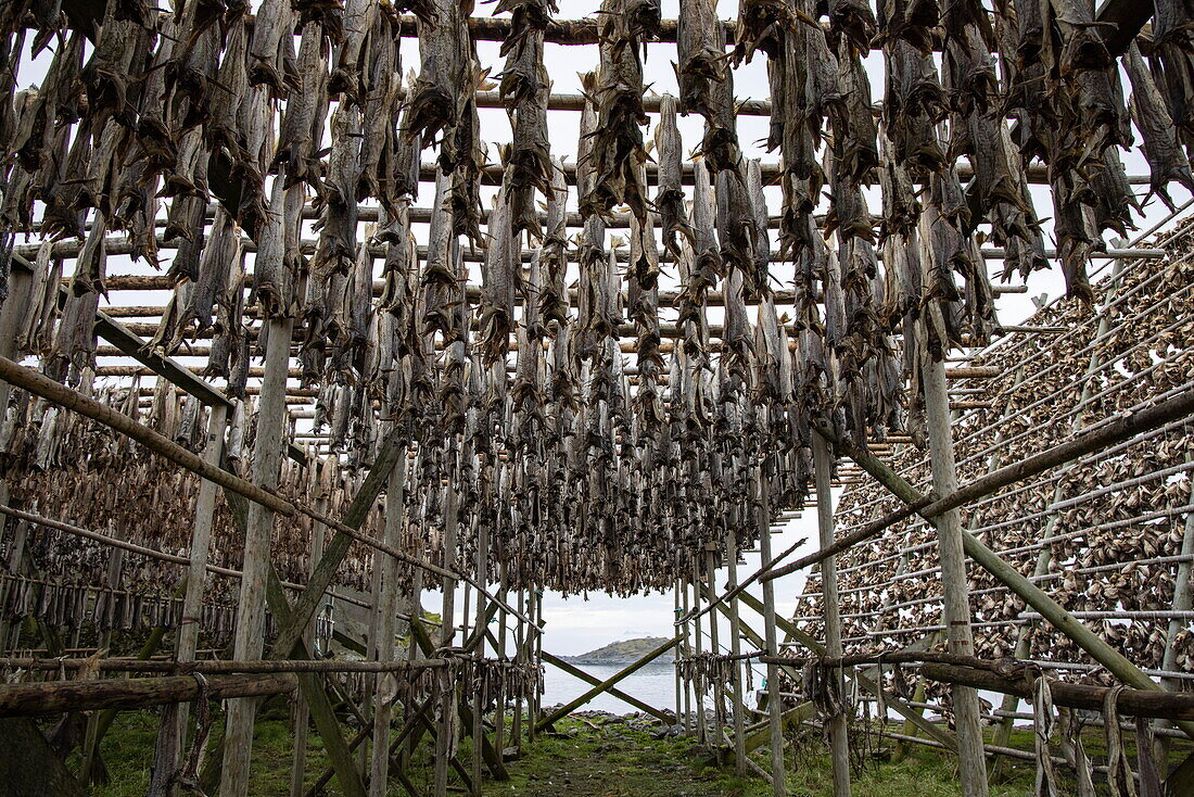 Skrei Kabeljau trocknet auf Holzgestellen, Henningsvær, Lofoten, Nordland, Norwegen, Europa