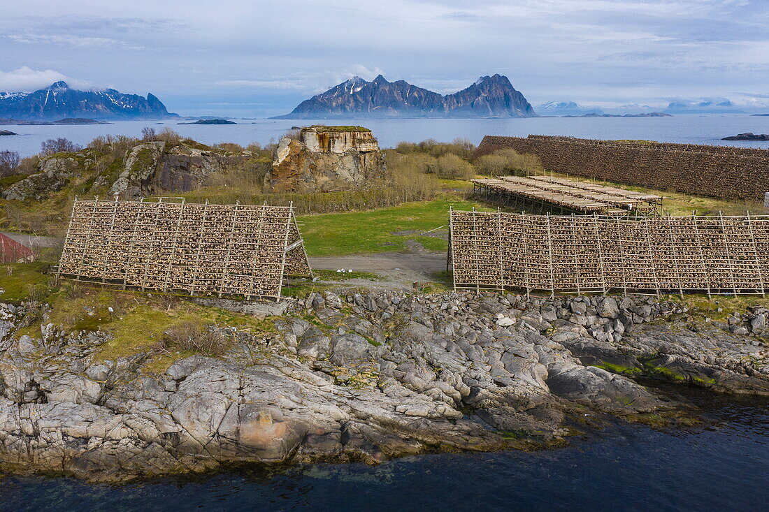 Luftaufnahme von Skrei Kabeljau der auf Holzgestellen trocknet, Svolvær, Lofoten, Nordland, Norwegen, Europa