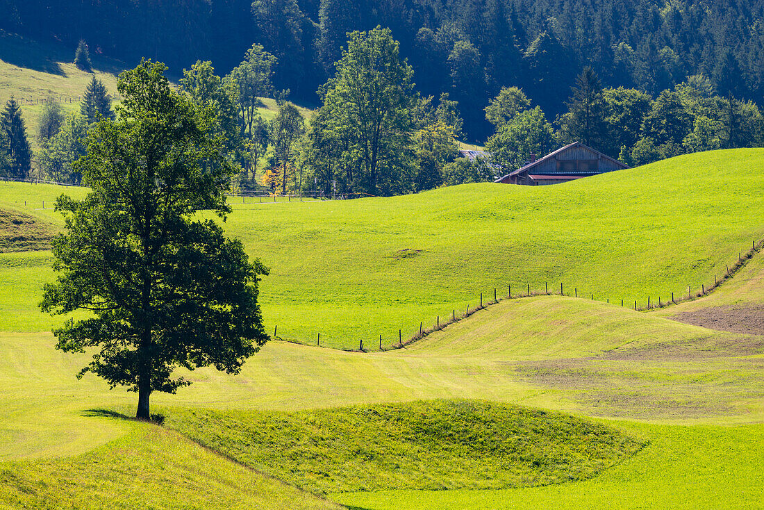 Berg-Ahorn (Acer pseudoplantanus) im Trettachtal, bei Oberstdorf, Oberallgäu, Allgäu, Bayern, Deutschland, Europa