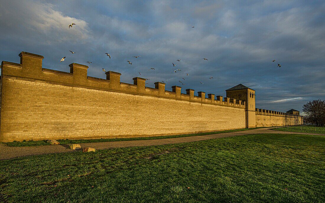 Flock of seagulls over the Xanten Archaeological Park, city wall of the Colonia Ulpia Traiana in the morning light, nNederrhein, North Rhine-Westphalia, Germany