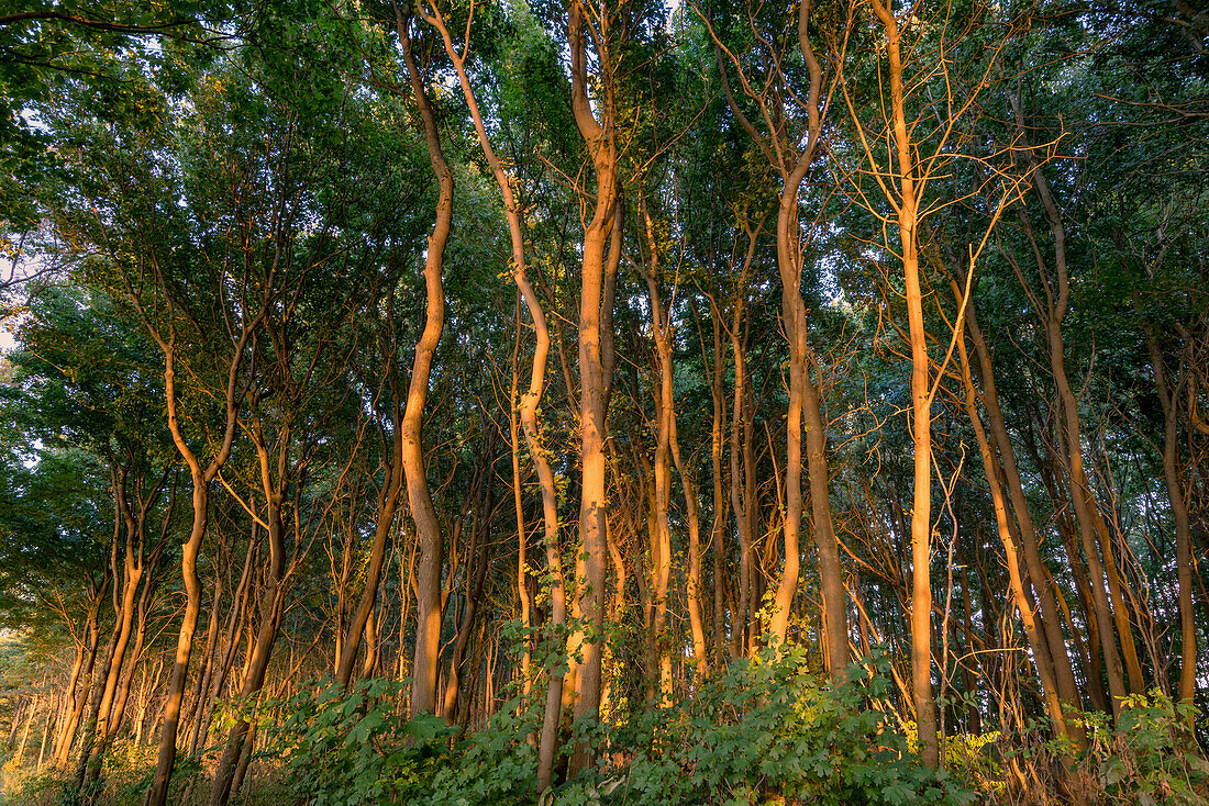 Evening light in a beach forest on the island of Poel, Mecklenburg-West Pomerania, Germany.