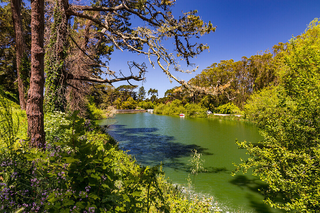 Idyllic view at Stow Lake in Golden Gate Park of San Francisco, California, United States of America, USA
