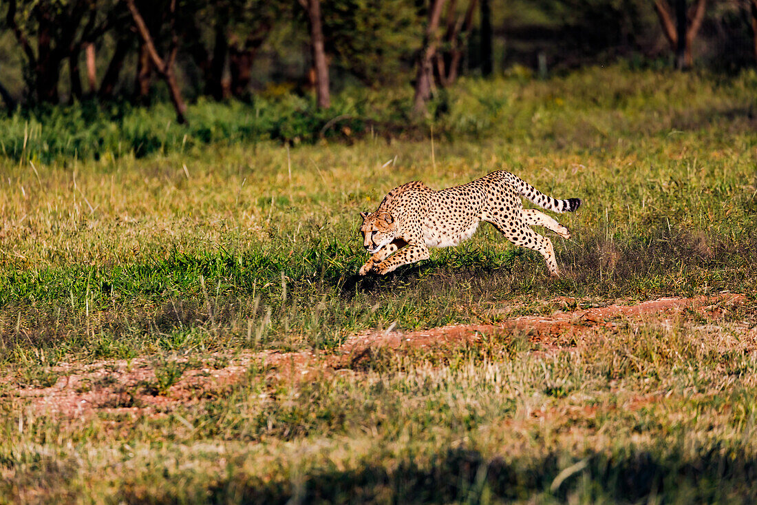Ein Gepard auf dem Sprung zur Jagd im offenen Feld einer Aufzuchtstation in Namiba, Afrika