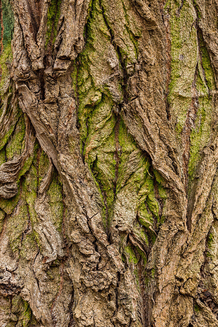 Close-up of the structures and grain of the bark with moss on the trunk of an old tree in winter in Germany
