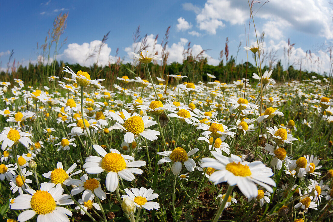 Flower meadow with field chamomile, Anthemis arvensis, East Slovakia, Europe