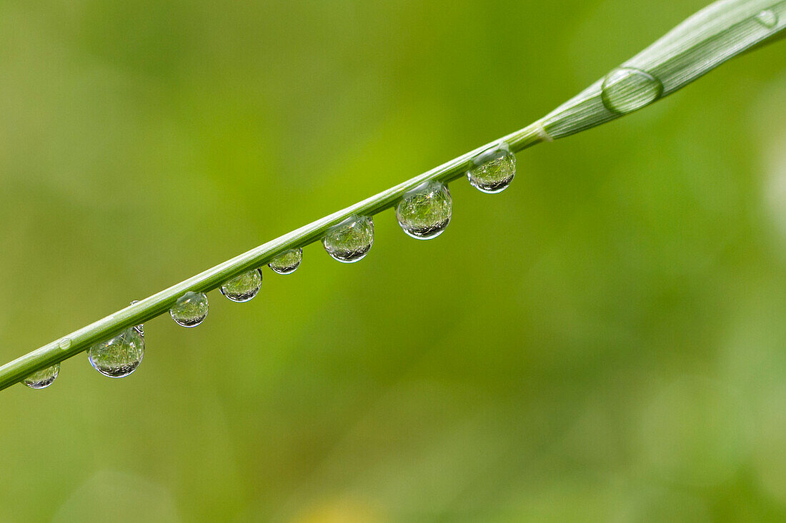 Dew drops on a blade of grass, drops of water, Germany