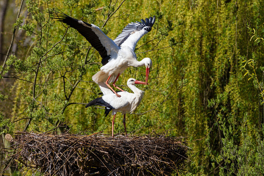 White storks, pair on the nest (Ciconia ciconia), Europe