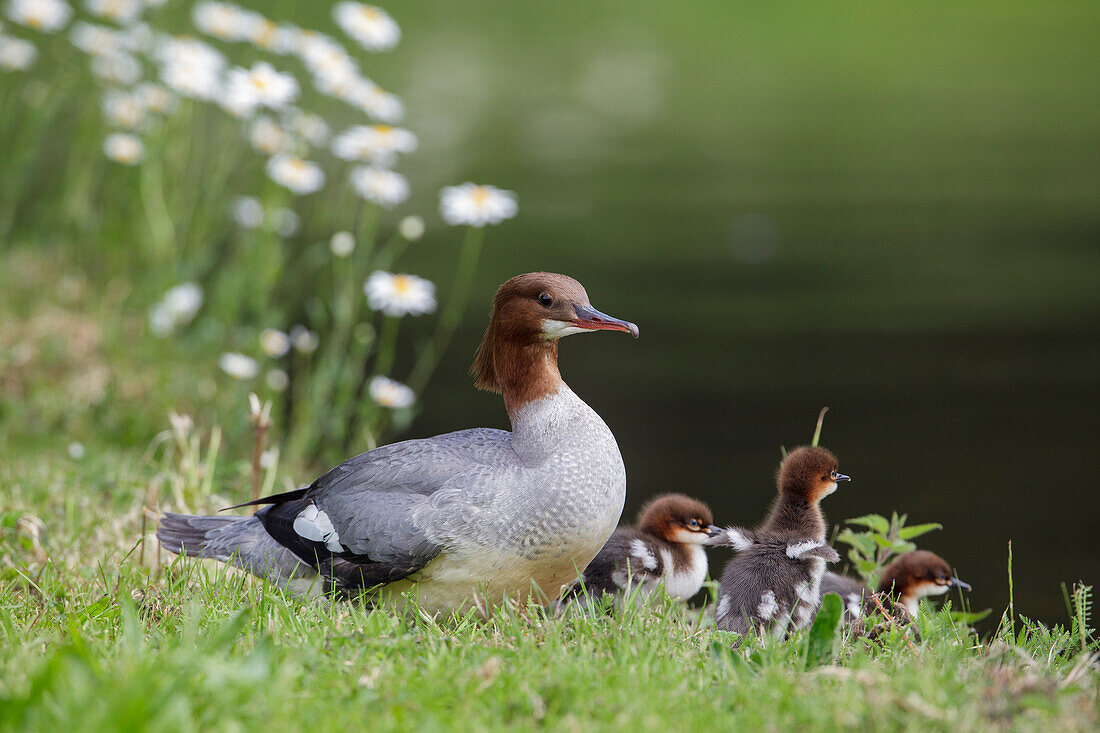 Goosander, female with chick (Mergus merganser), Upper Bavaria, Germany