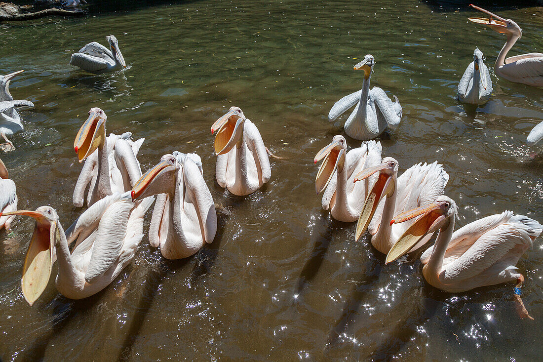 Rosapelikane (Pelecanus onocrotalus), Zoo