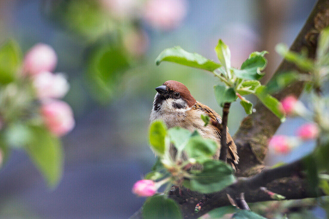 Tree sparrow in apple tree (Passer montanus), Bavaria, Germany