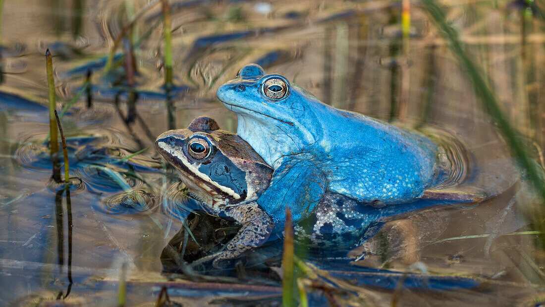 Moor Frogs mating, Rana arvalis, Upper Franconia, Bavaria, Germany
