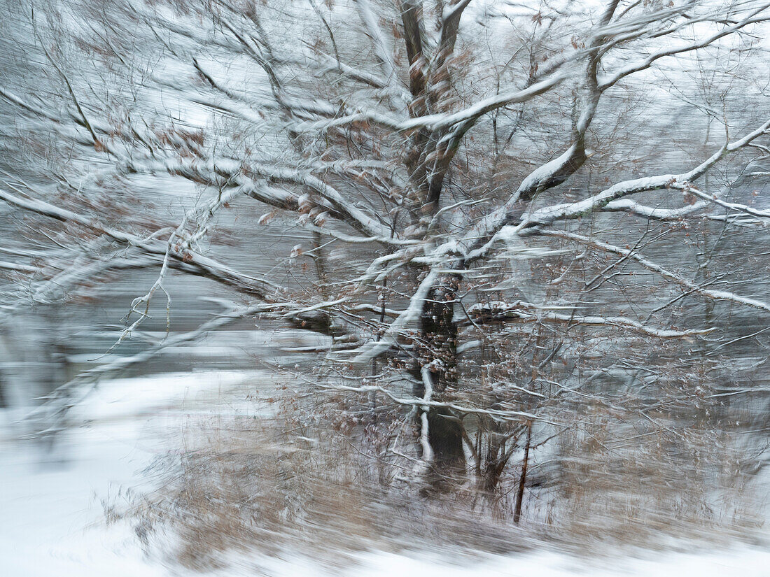 Bewegter Baum im Winter, abstrakt, Bayern, Deutschland, Europa