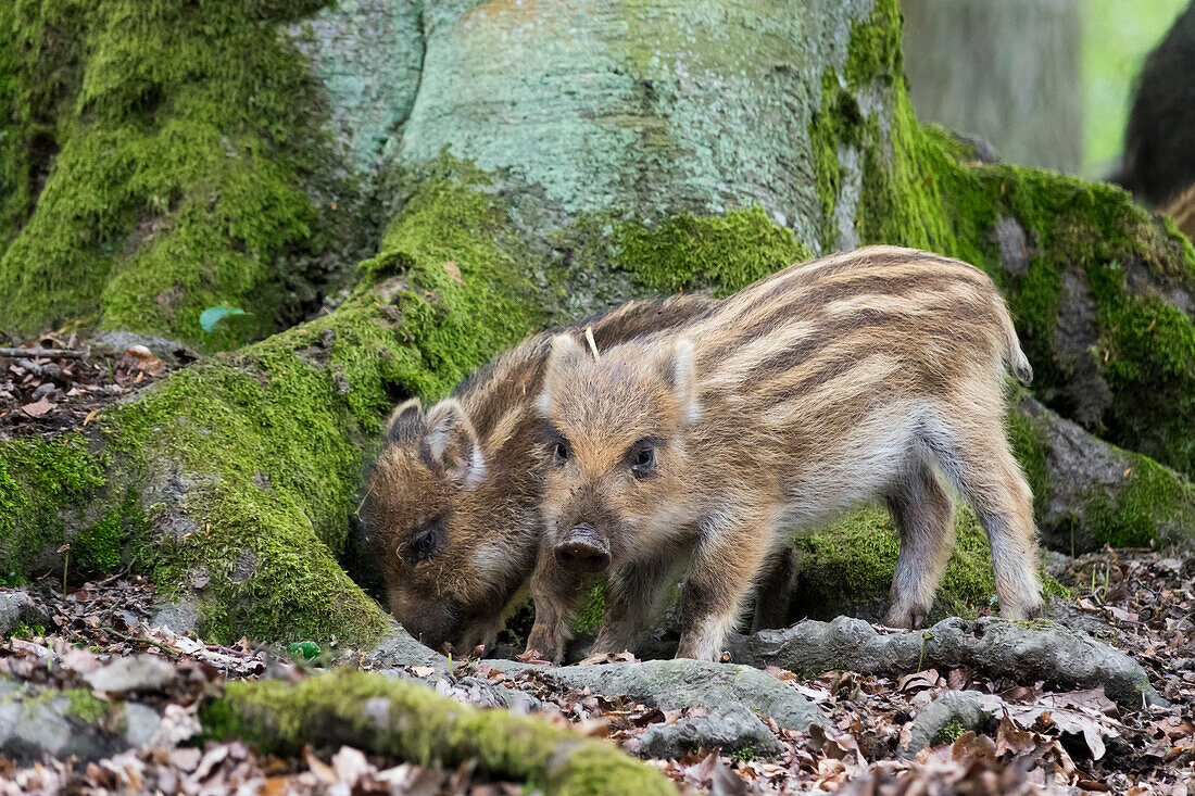 Wildschweine Frischlinge (Sus scrofa), Deutschland