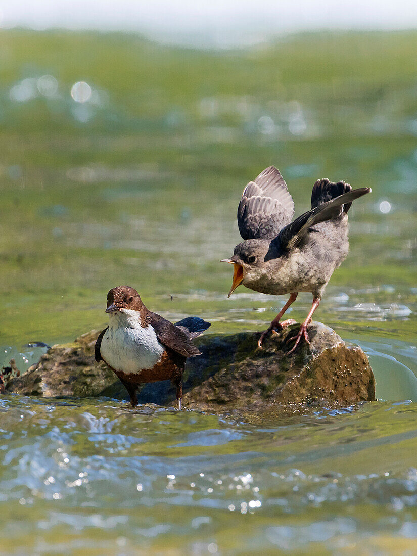 Wasseramsel füttert Junges in Gebirgsbach (Cinclus cinclus), Alpen, Oberbayern, Deutschland