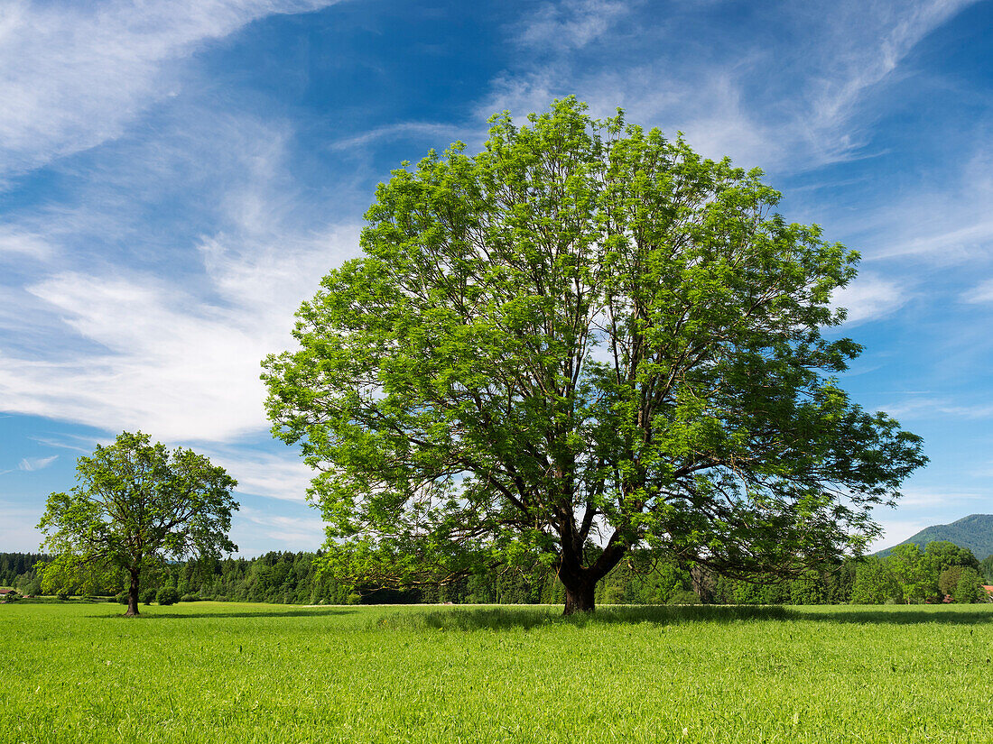 Common ash (Fraxinus excelsior), Upper Bavaria, Germany