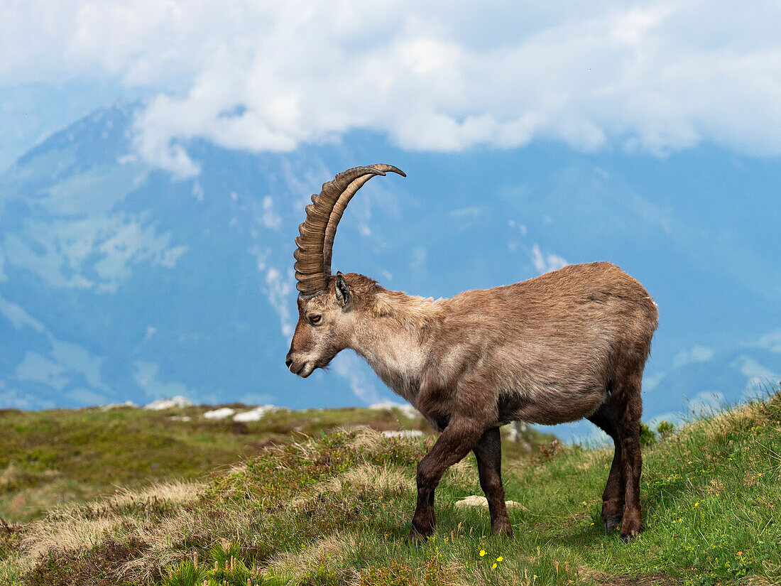 Ibex (Capra ibex), Bernese Oberland, Switzerland, Alps, Europe
