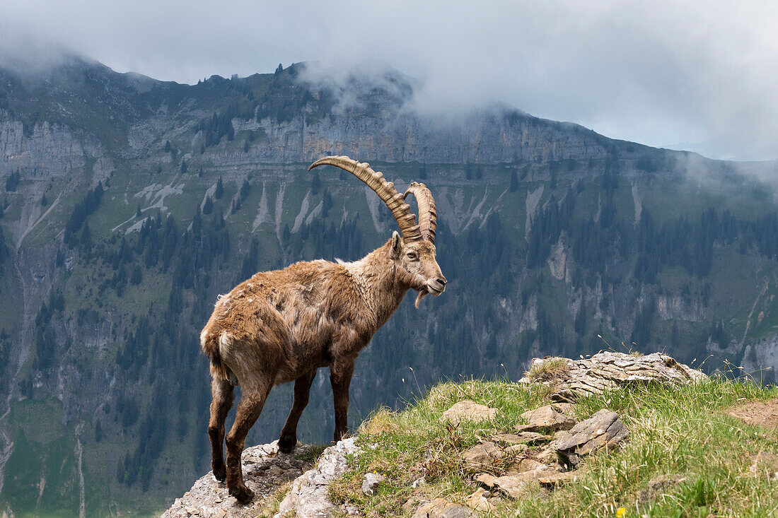 Steinbock im Fellwechsel (Capra ibex), Berner Oberland, Schweiz, Alpen, Europa