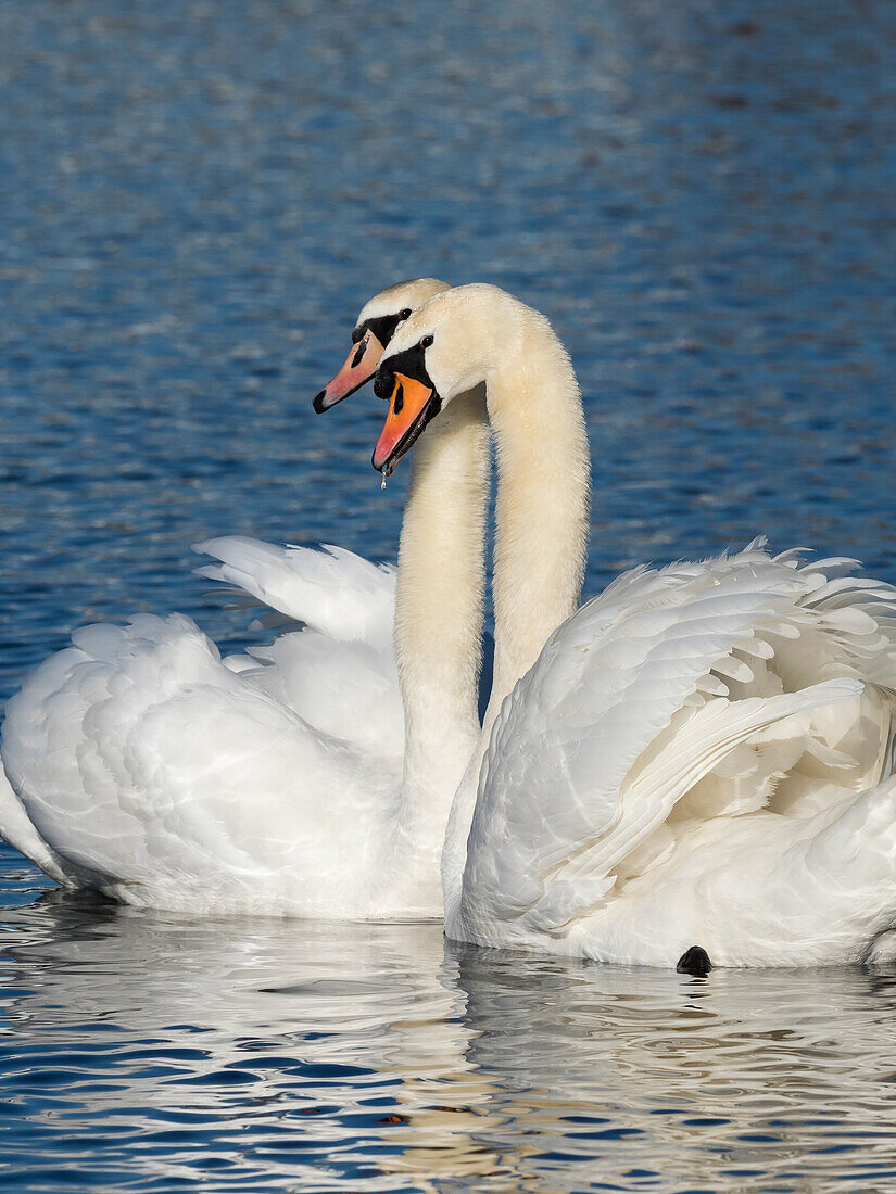 Mute swans, courtship pair (Cygnus olor), Upper Bavaria, Germany