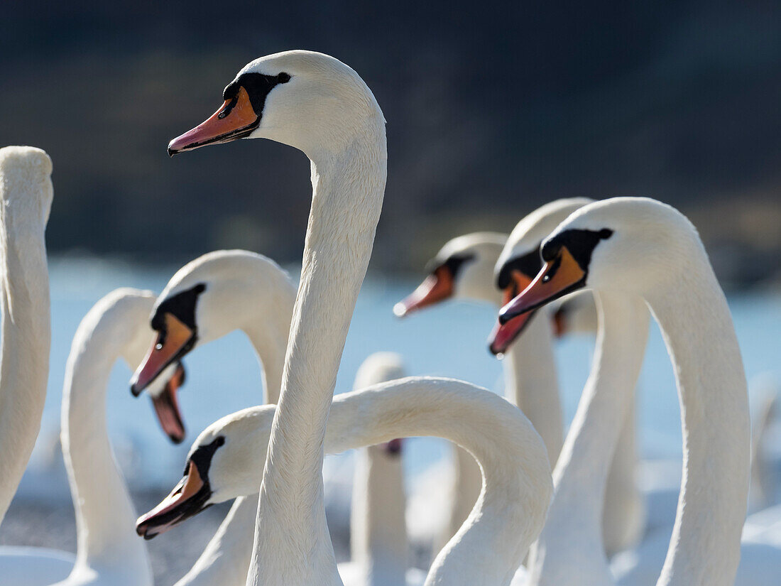 Mute swans (Cygnus olor), Upper Bavaria, Germany