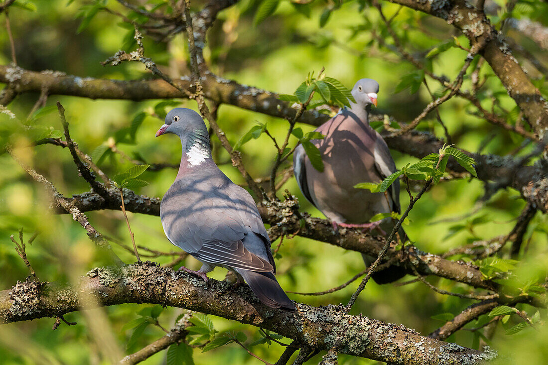 Wood pigeons, pair (Columba palumbus), Germany