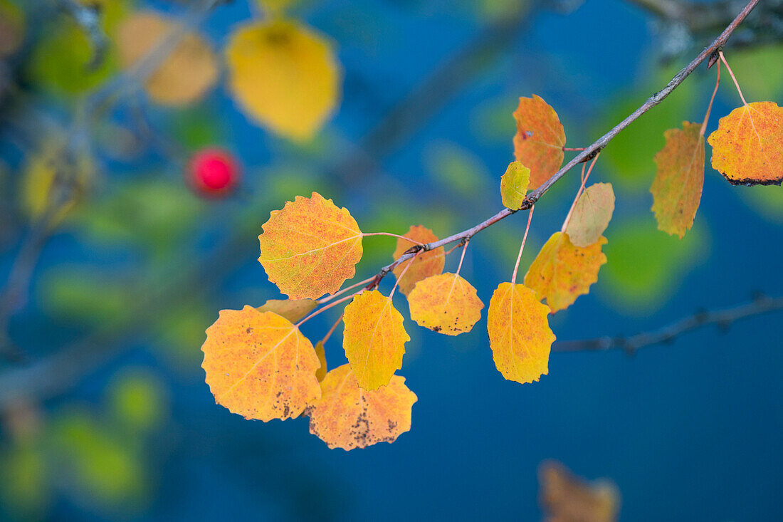Aspen leaves in autumn colour, Quaking Aspen (Populus tremula), Bavaria, Germany